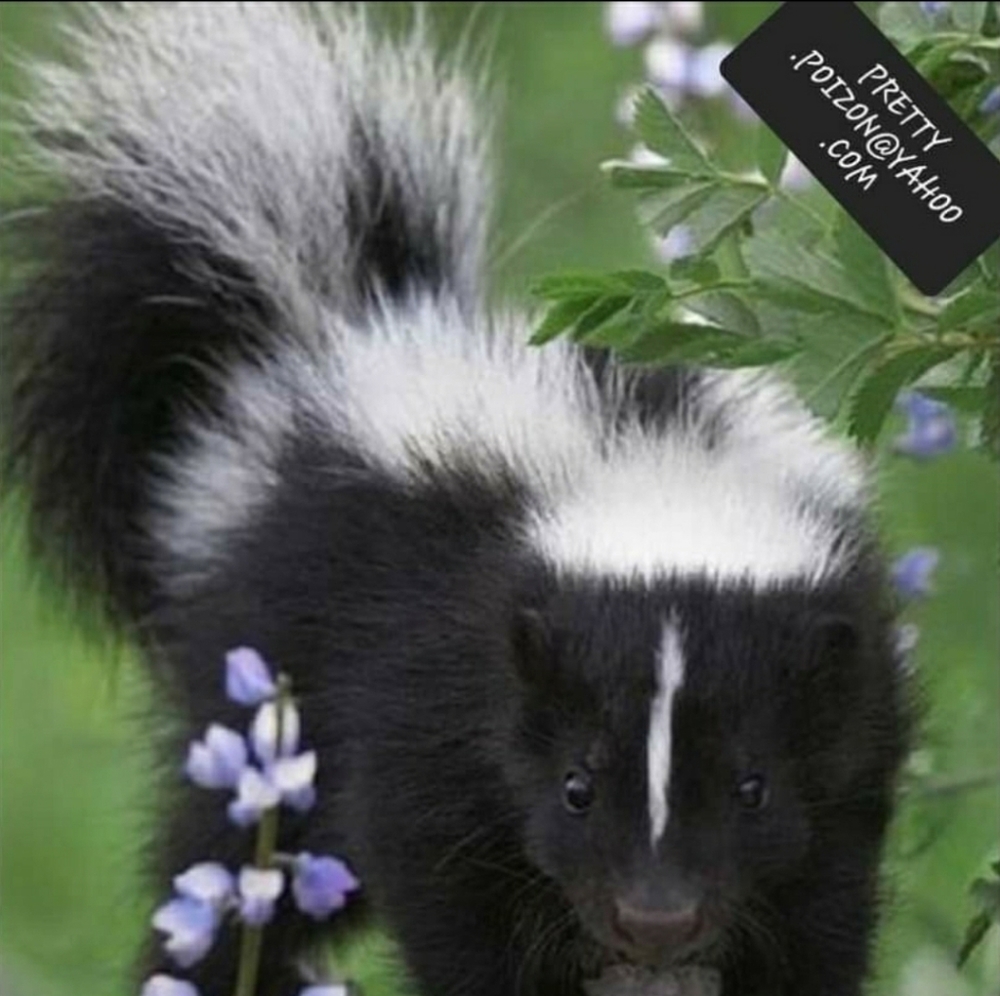 Meet your Posher, Truely